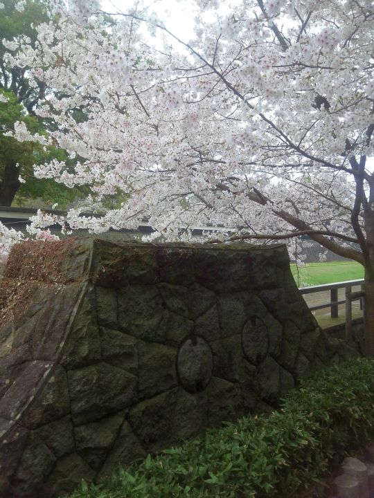 熊本城堀の桜