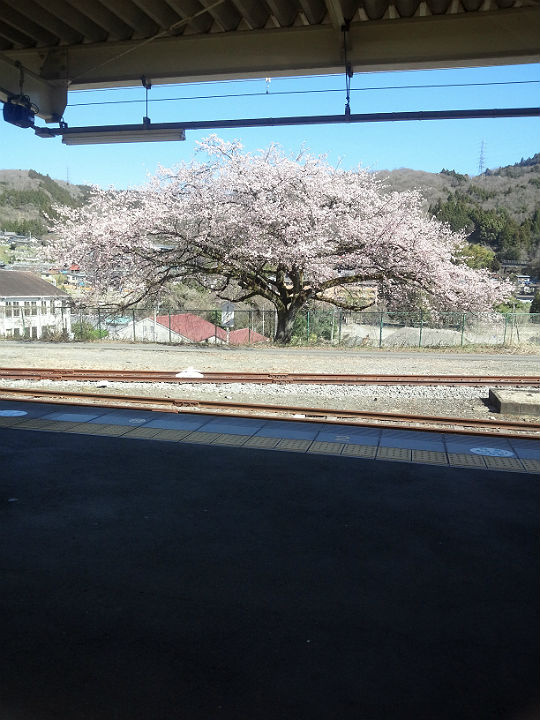 金太郎桜
